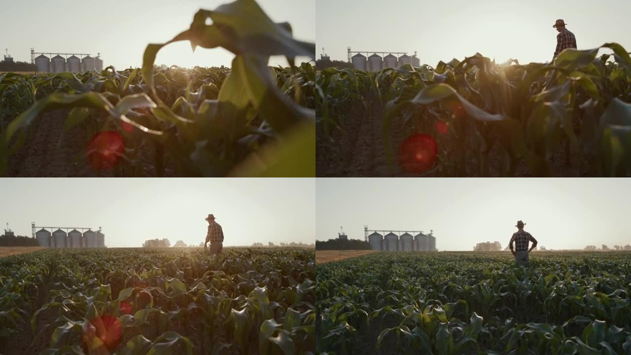 一名农民在玉米地中行走，背景是谷仓