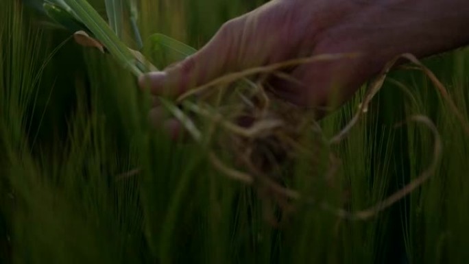 SLO MO Farmer在黄昏时检查田间大麦植物的根