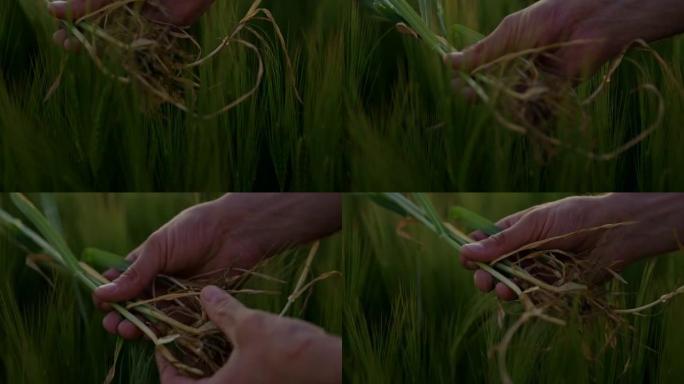 SLO MO Farmer在黄昏时检查田间大麦植物的根