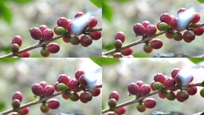 树上的咖啡豆培育农场农村