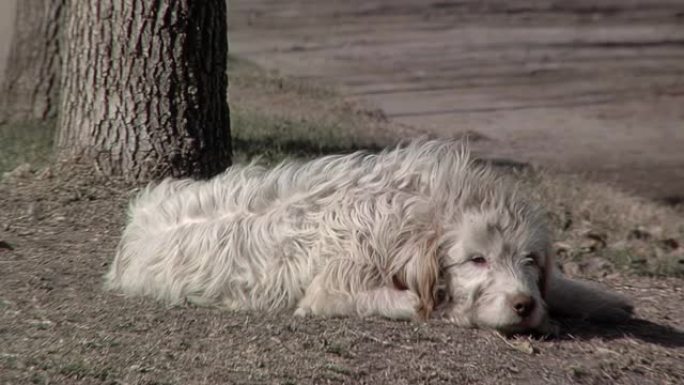 卷发狗躺在街上。