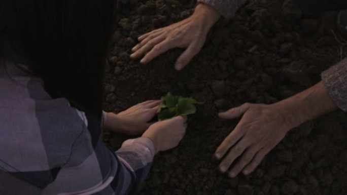 SLO MO夫妇的农民在地下种植生菜