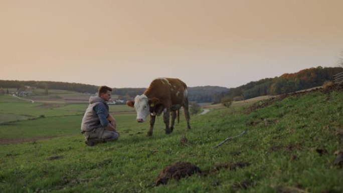 SLO MO Farmer跪在牧场上的一头母牛旁环顾四周