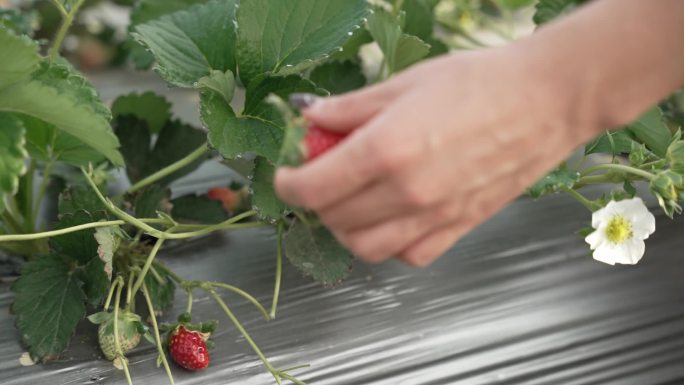 女性有机草莓种植大棚采摘草莓