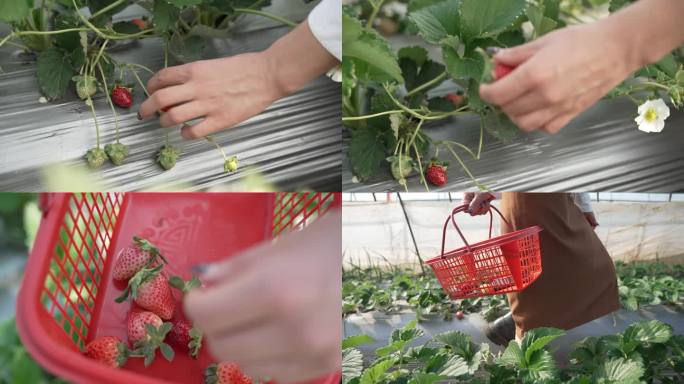 女性有机草莓种植大棚采摘草莓