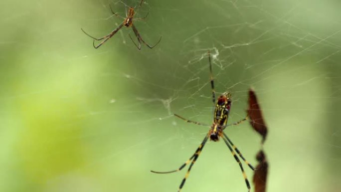 日本蜘蛛和蜘蛛网