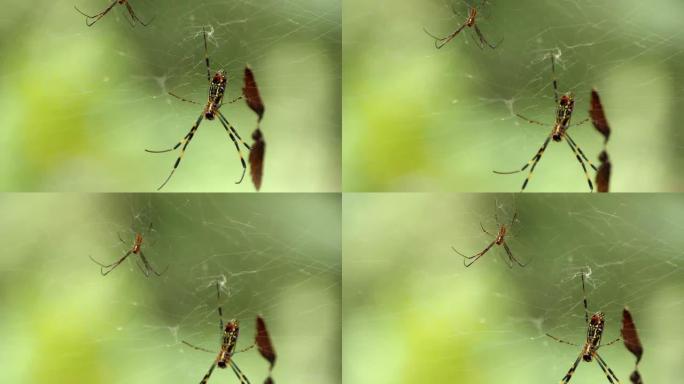 日本蜘蛛和蜘蛛网