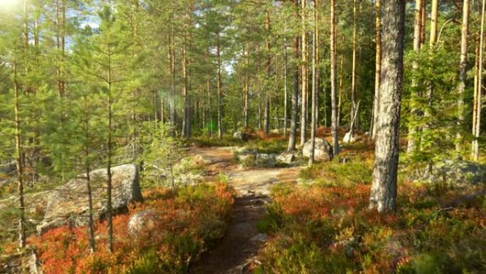 漫步在芬兰Repovesi国家公园的日落森林中。太阳穿透树木，形成美丽的耀斑。万向节射击，4K