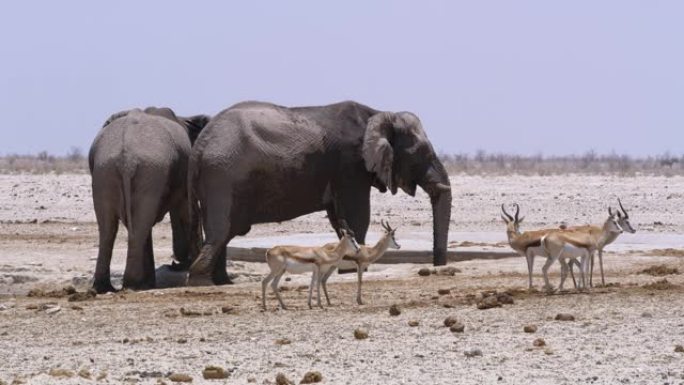 非洲纳米比亚埃托沙国家公园水上的WS大象和跳羚