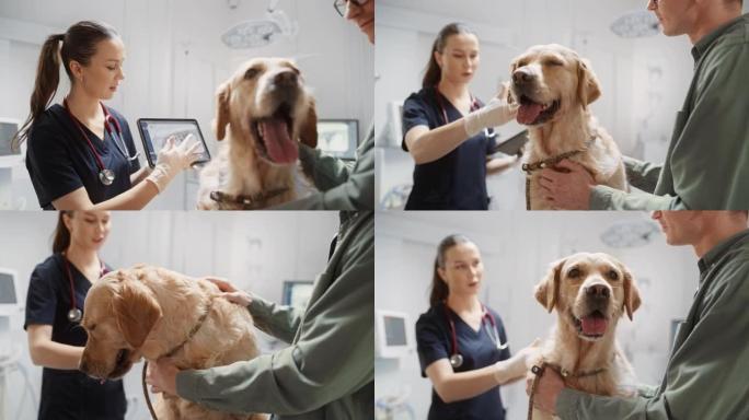 宠物主人与一名女兽医交谈，在检查台上的检查过程中，在现代兽医诊所的宠物金毛猎犬平板电脑上讨论x射线扫