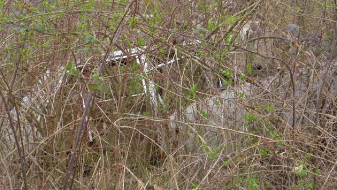 特写: 茂密的灌木生长在一辆废弃的汽车上，在乡村生锈
