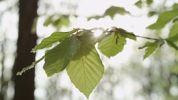 慢动作: 春天阳光普照茂密的叶子