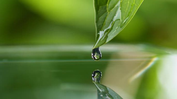 清澈的水在一片绿叶上滚动，落入水中形成涟漪。池塘上湿绿色的新鲜叶子。雨后自然。微距拍摄