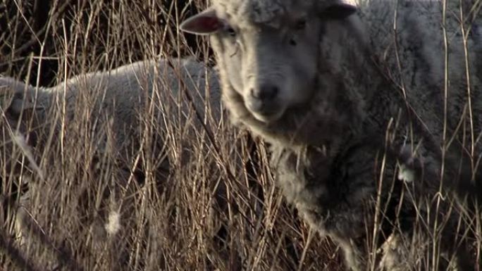阿根廷巴塔哥尼亚的一个乡村田地上的羊群。特写。
