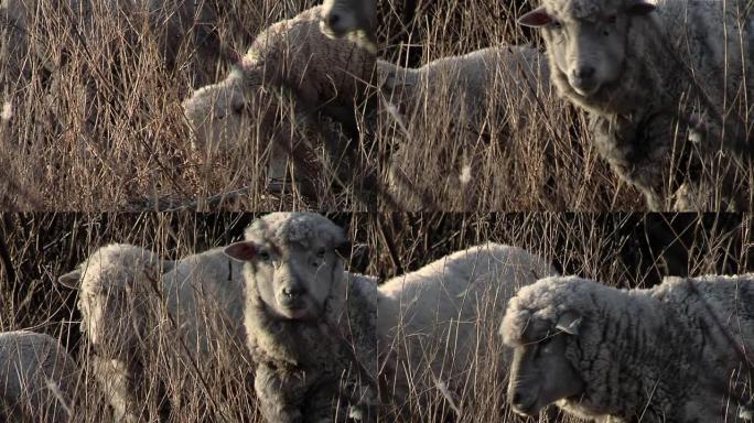 阿根廷巴塔哥尼亚的一个乡村田地上的羊群。特写。