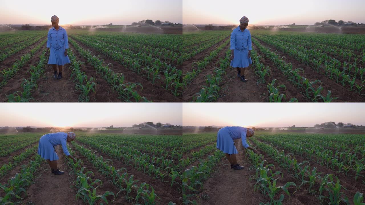 非洲黑人女农民在大型蔬菜农场监测灌溉玉米作物