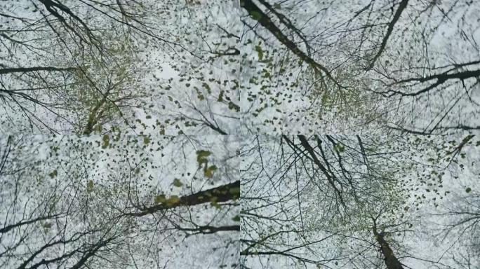 冬天天空下的树枝雪林雪景冰天冰山