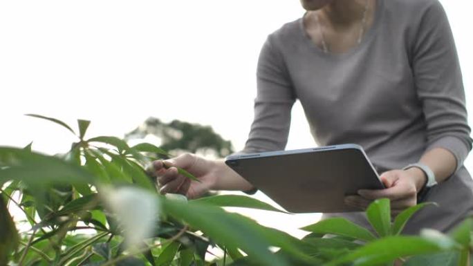 农夫使用平板电脑科学家分析温室科研植物