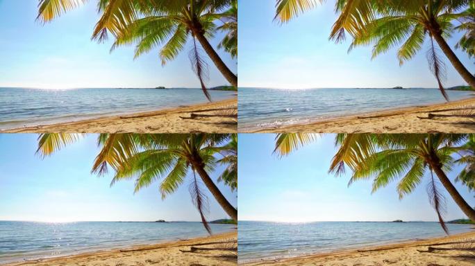 棕榈树。热带海滩三亚南方