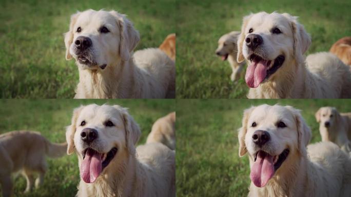 可爱的忠诚的金毛猎犬狗的肖像坐在绿色的后院草坪上，用爱看着他的主人。在狗公园享受大自然一天的顶级血统