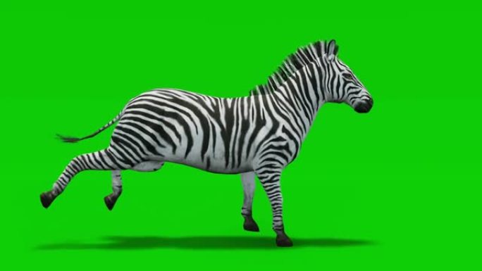 斑马在绿色屏幕上运行慢动作动画。动物的概念，野生动物，游戏，返校，3d动画，短视频，电影，卡通，有机