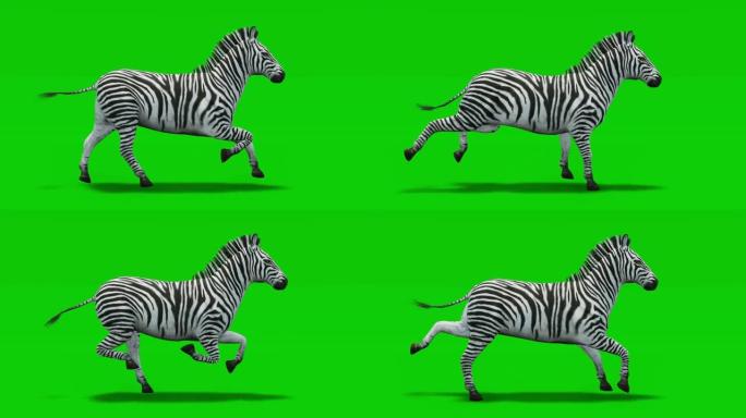 斑马在绿色屏幕上运行慢动作动画。动物的概念，野生动物，游戏，返校，3d动画，短视频，电影，卡通，有机
