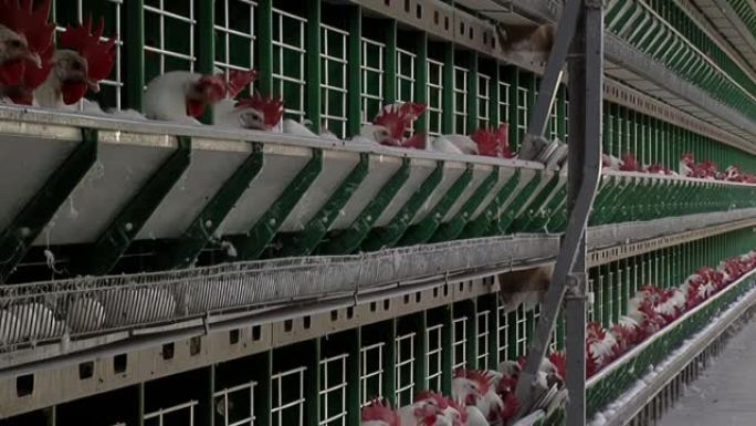 在阿根廷恩特雷里奥斯省克雷斯波的家禽农场，通过传送带运送鸡和白蛋。