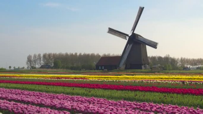 空中: 荷兰农村盛开的郁金香田野的风景。