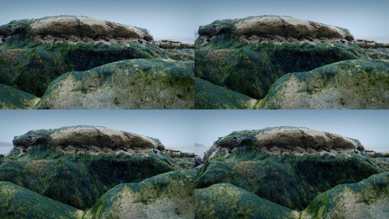 海边覆盖着藤壶的岩石
