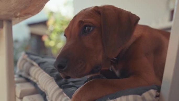 4k视频片段，一只可爱的脊背小狗在家里的门廊上玩耍