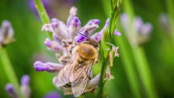 淡紫色花上的蜜蜂淡紫色花上的蜜蜂