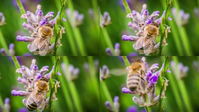 淡紫色花上的蜜蜂淡紫色花上的蜜蜂