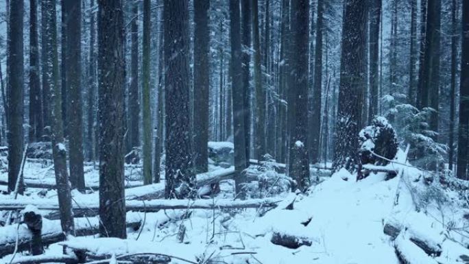 森林追踪拍摄的大雪