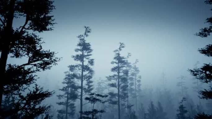 薄雾中的云杉，雨后树木的轮廓