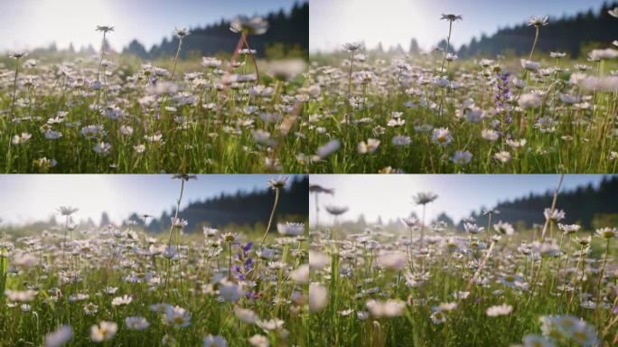摄像机在点缀着雏菊的草地上移动。高山田野花在风中摇曳。夏季野花