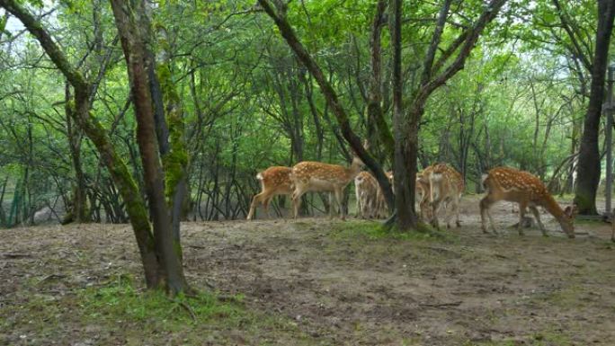 森林中的鹿动物园鹿群小鹿梅花鹿