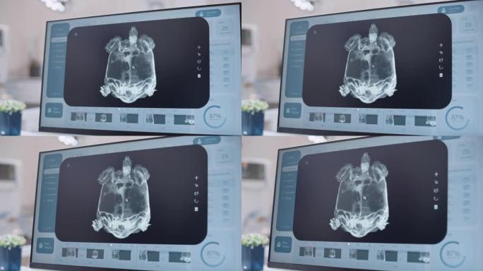 桌面计算机屏幕与兽医诊所在线医疗数据库软件与许多宠物龟x射线扫描。带有宠物信息的数字显示