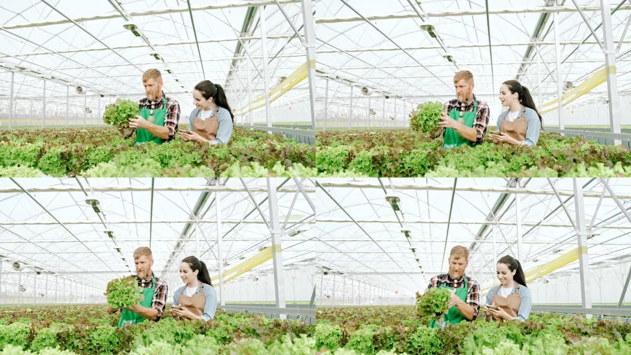 SLO MO两个园丁在温室内对蔬菜进行质量控制