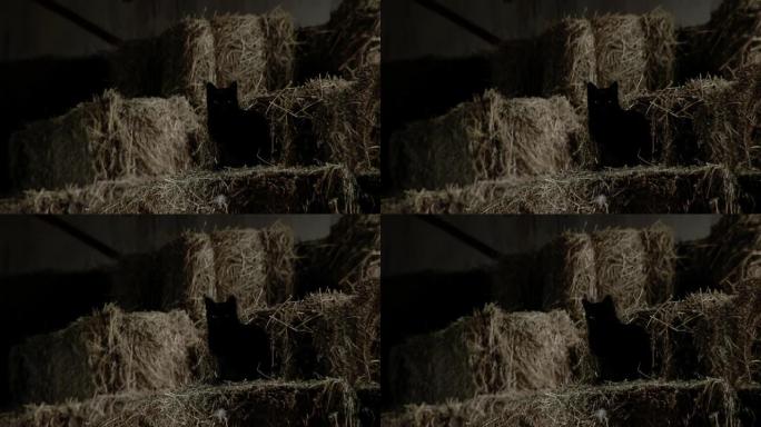 黑猫坐在谷仓里堆放的干草捆上。特写。