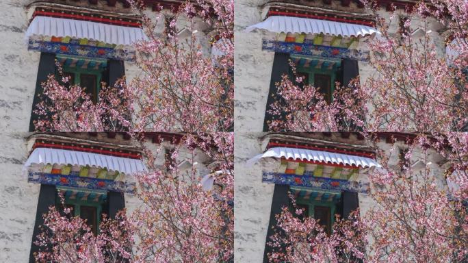 藏传佛教中的桃花藏传佛教桃花盛开桃花