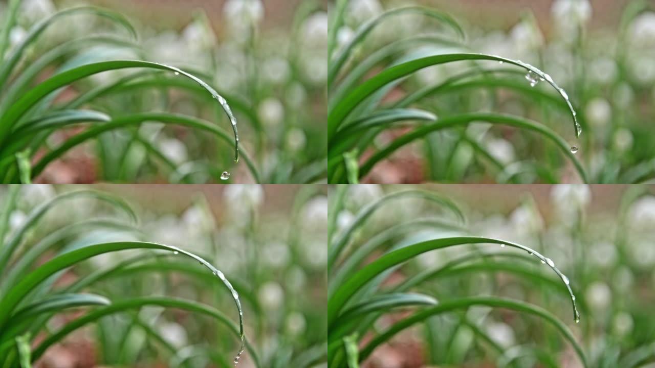 超级SLO MO特写两个水滴滴在狭窄的叶子上，上面有水滴，沿着叶子流下