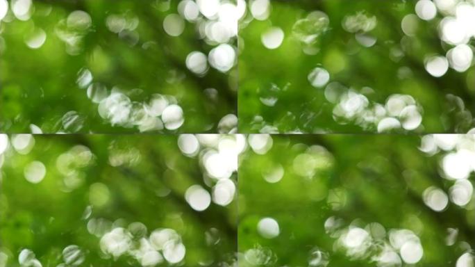 绿色模糊的bokeh背景，白色圆圈。树木和植物的绿叶阴影。抽象镜头，UHD
