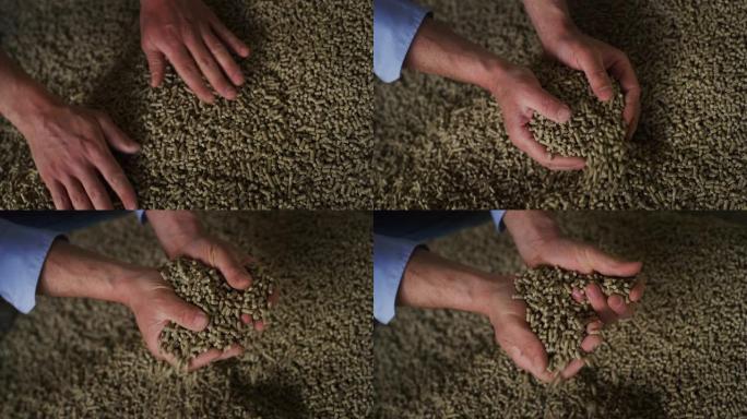 一位年轻成功的农民在收获生物小麦谷物时用手控制的特写镜头