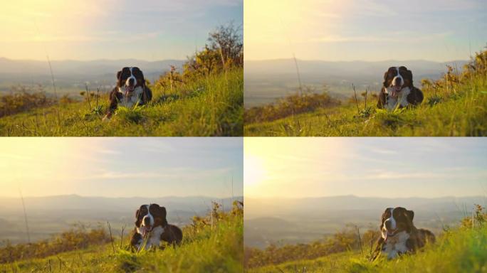 日落时分，SLO MO狗在山顶的草地上休息