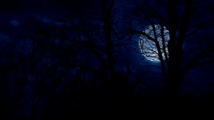 在刮风的夜晚，月亮透过树木看到