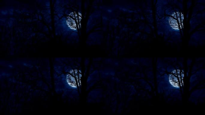 在刮风的夜晚，月亮透过树木看到
