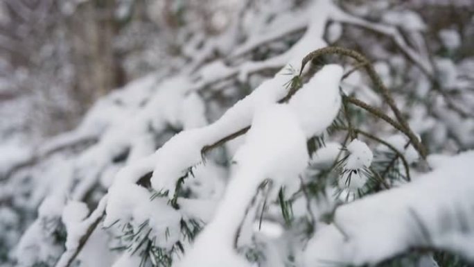 松树树枝覆盖着新鲜的雪