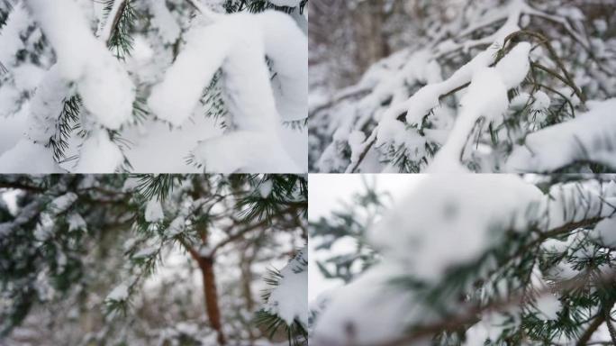 松树树枝覆盖着新鲜的雪