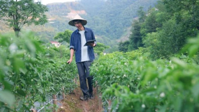 亚洲农民在辣椒地里使用数码平板电脑