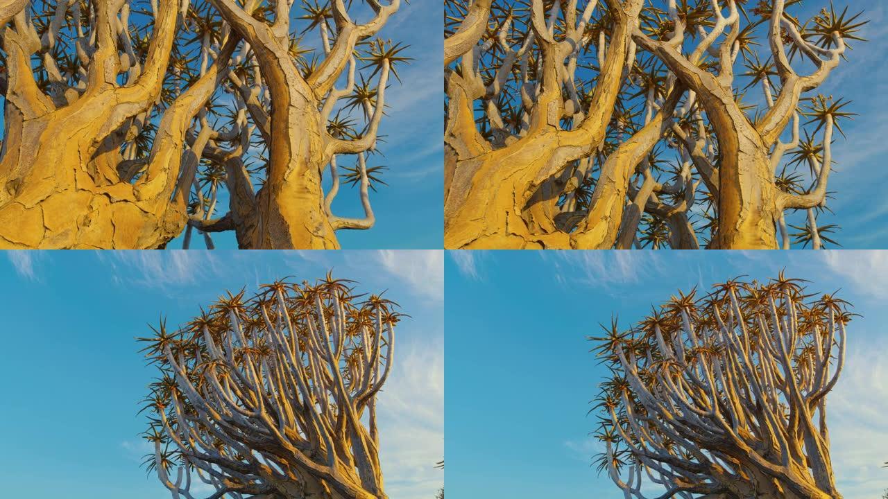 CU至MS Sunny Quiver tree，纳米比亚，非洲